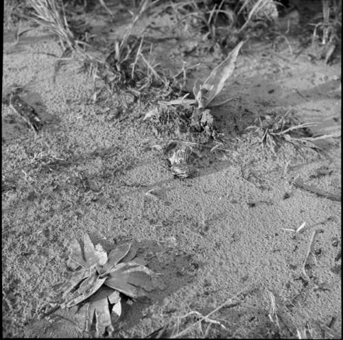 Two land snails on the ground near sansiveria plants