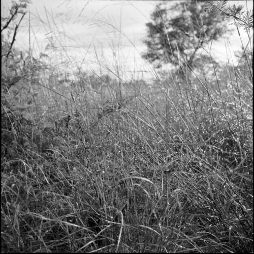 Grasses with raindrops on them