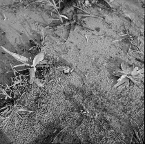 Two land snails on the ground near sansiveria plants