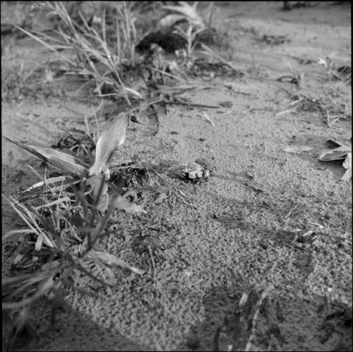 Two land snails on the ground near sansiveria plants