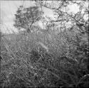 Bushes and grass in the rain