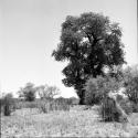 Skerm structure next to a baobab tree in leaf