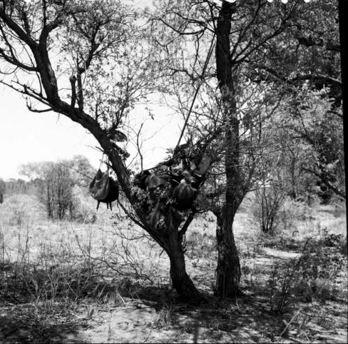 Hunting equipment stored in a tree