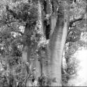 John Marshall climbing up a large baobab tree