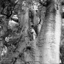 John Marshall standing in a large baobab tree, lighting a cigarette