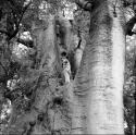 John Marshall standing in a large baobab tree, putting a cigarette package in his pocket