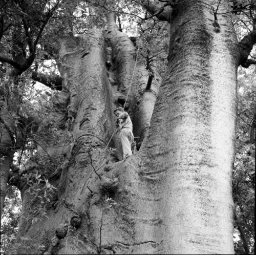 John Marshall standing in a large baobab tree, putting a cigarette package in his pocket