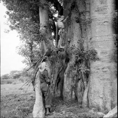 John Marshall climbing up a baobab tree, with another expedition member standing, watching him