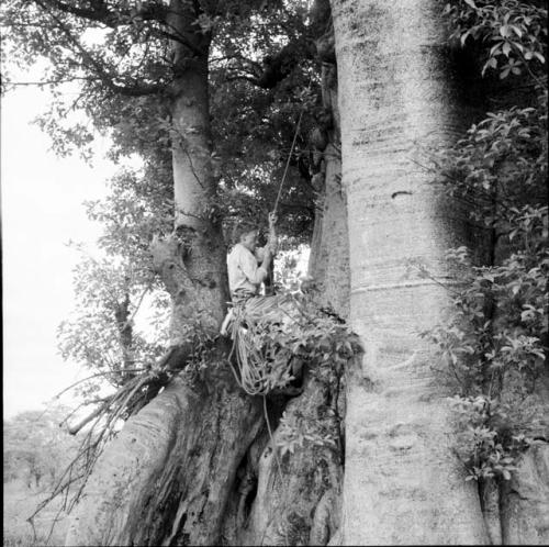 John Marshall climbing up a large baobab tree by a rope