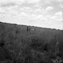 Two men hunting in the veld, distant view