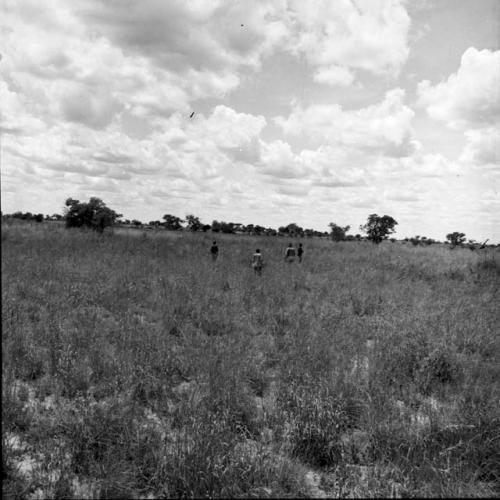 Four men hunting in the veld, distant view