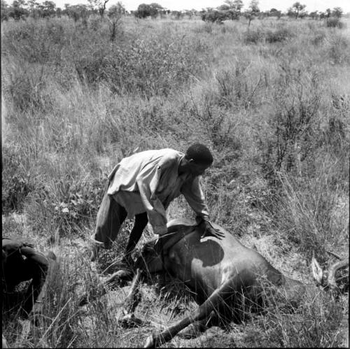 Man handling a dead buck