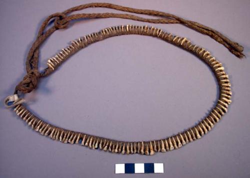 Monkey tooth necklace formed by teeth held together and braided cord