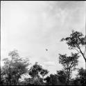 Tree tops, with a bird flying in the sky