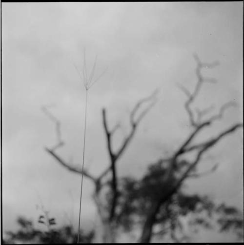 Stalk of grass, close-up, with a tree in the background