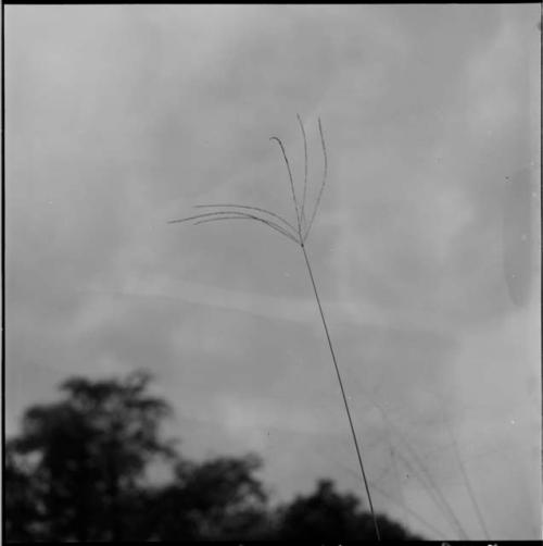 Stalk of grass, close-up, with a tree in the background