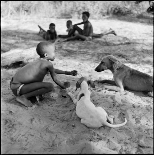Boy playing with two dogs, with two people sitting in the background