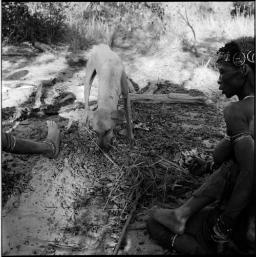 Woman sitting, with a pile of kindling and mangetti nut shells in front of her, dog sniffing the nut shells