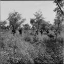 Five men walking in the veld to hunt, distant view