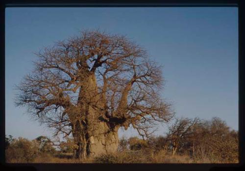 Scenery, Baobab: Large baobab tree with bare branches, south of the expedition camp at Gautscha