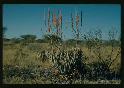 Scenery, Flowers: Aloes in bloom