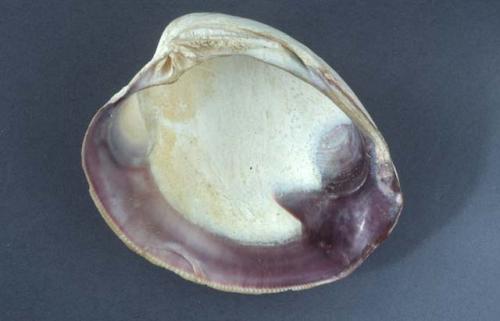 Quahog shell for making wampum