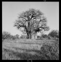 Large baobab tree that has names of earlier travelers carved into the trunk