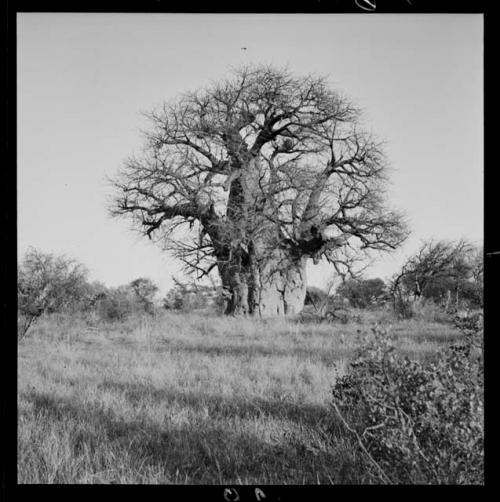 Large baobab tree that has names of earlier travelers carved into the trunk