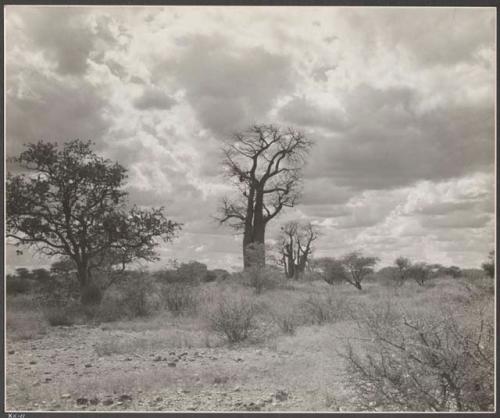 Baobab tree with no leaves