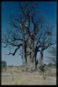 Scenery, Baobab: Boy climbing a baobab tree with no leaves