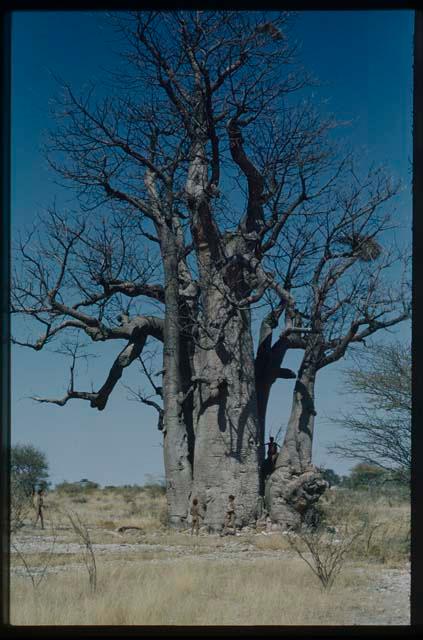 Scenery, Baobab: Boy climbing a baobab tree with no leaves