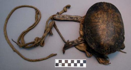 Dance rattle, possibly used in the Snake Dance. Turtle shell