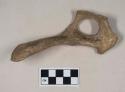 Animal bone, pelvis fragment