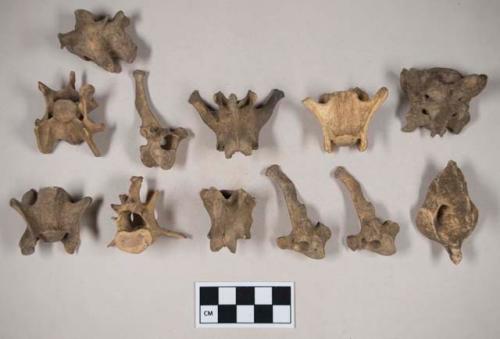 Animal bone, vertebrae, including one sacral