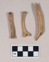 Animal bone, rib fragments