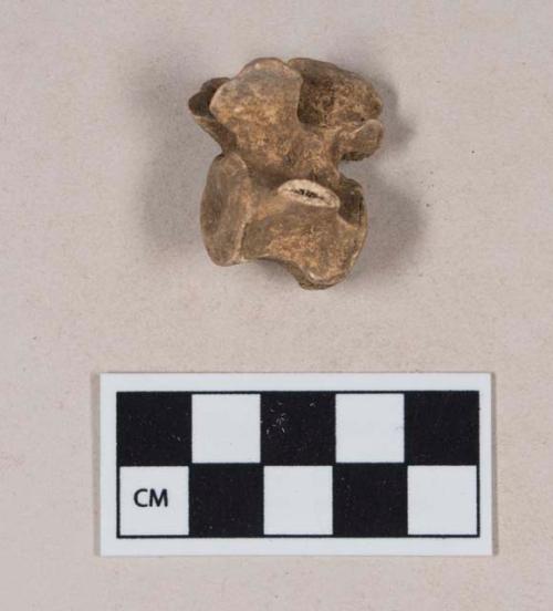 Animal bone, vertebra