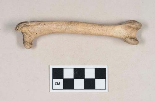 Bird bone, femur