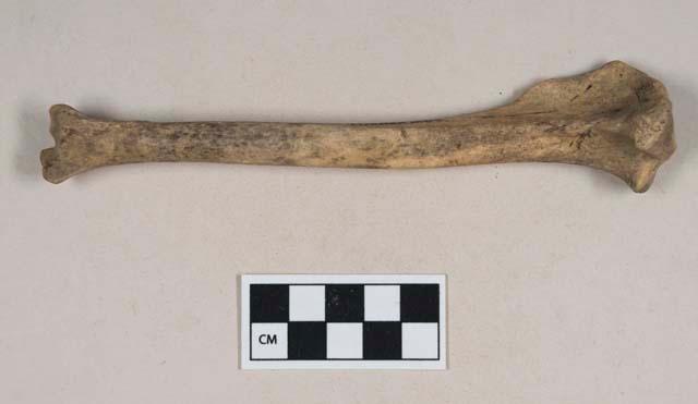 Animal bone, tibia – Objects – eMuseum