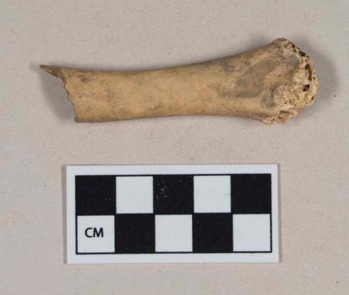 Bird bone fragment, long bone