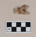 Animal bone, vertebra fragment, likely bird