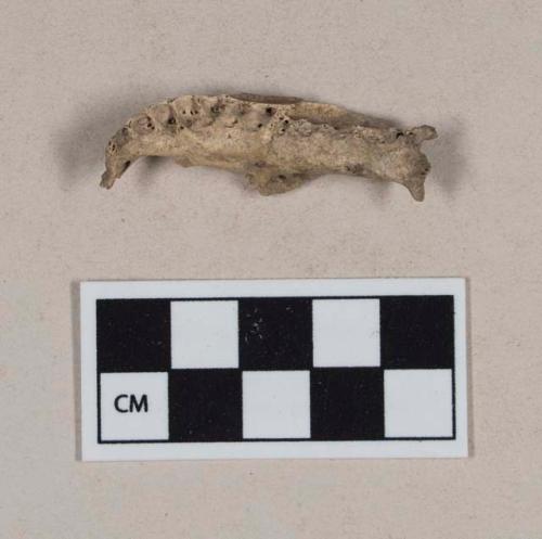 Animal bone, vertebra fragment, likely bird