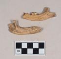 Animal bone, mandible fragments, one with tooth