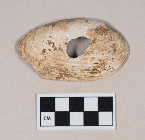 Worked shell fragment, with hole in the center