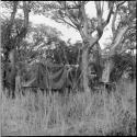 Table in the expedition camp, constructed from five lashed branches against a tree, with a pup tent behind it