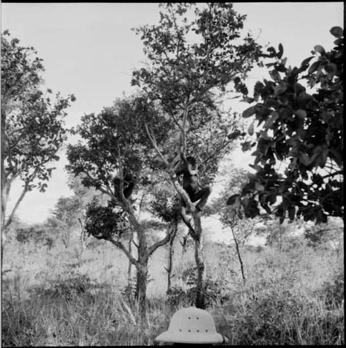 Two boys climbing trees