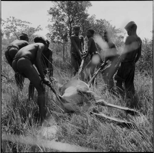 Group of hunters dragging a dead animal, one pulling it by the tail