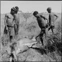 Four men preparing an animal carcass for skinning and butchering