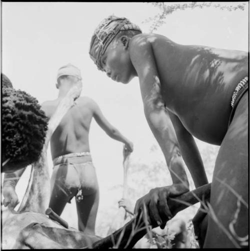 Men working on an animal carcass, including one skinning a leg, with a knife resting in a slit in the animal's skin