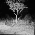 Woman covered with a blanket, lying down next to a small tree, watching a night dance