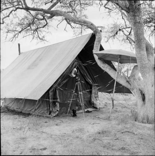 Beach umbrella in a tree, in front of an expedition tent